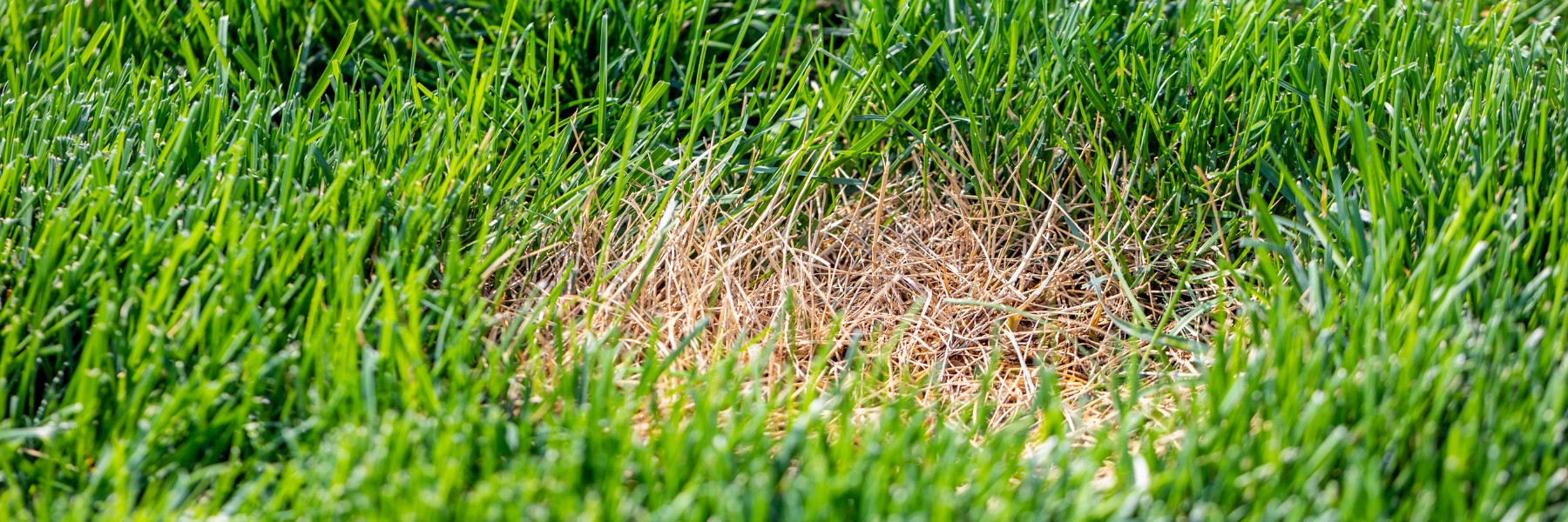 Landscaping Services in New York, NY