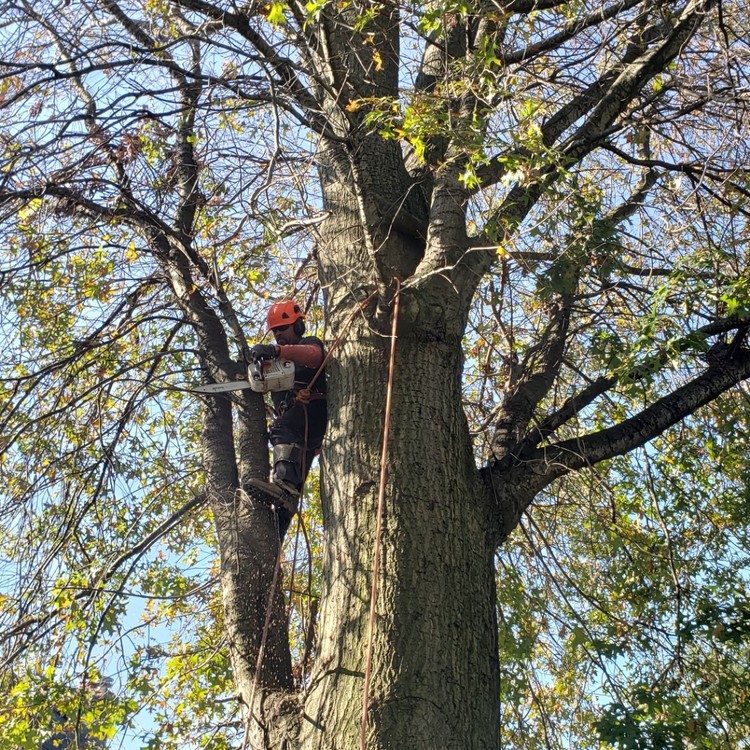 Landscaping Services in New York, NY